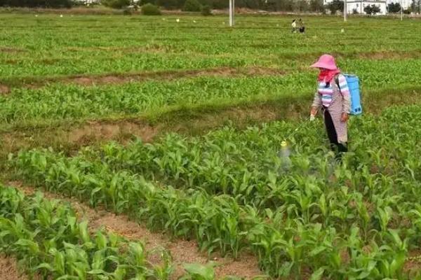 郑单958GK玉米种子特征特性，注意防治草害