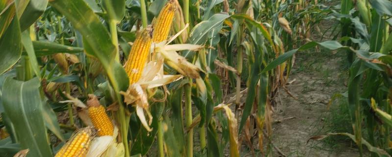 惠民207R玉米种子介绍，播种密度4500株/亩