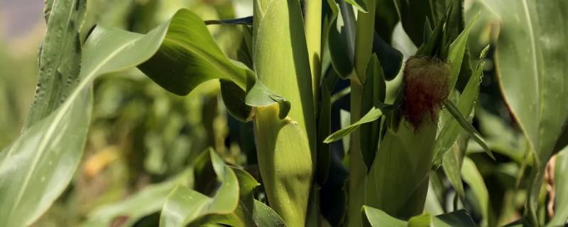 裕丰303R玉米种子介绍，适墒播种