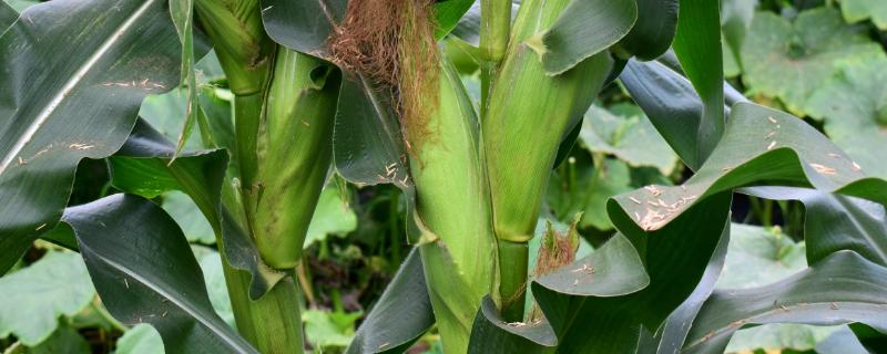 利禾1D玉米种子特征特性，播种期宜在4月下旬至5月上旬