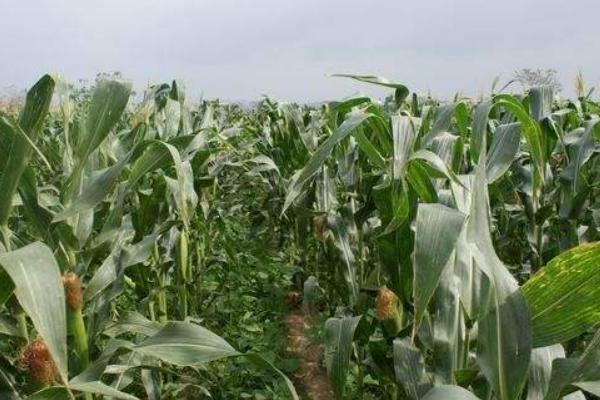 优迪919HZ玉米品种的特性，适墒播种