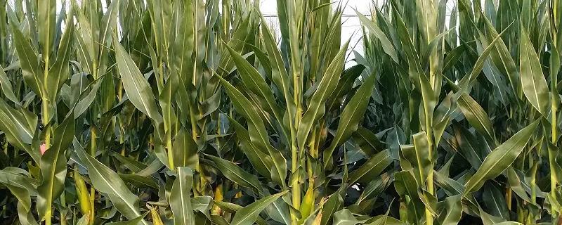 大丰30F玉米种子介绍，播种密度4500株/亩