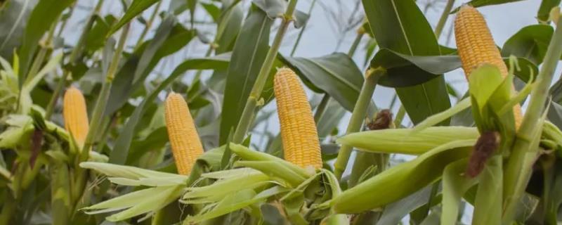 尚玉607玉米种子介绍，每亩用15千克尿素