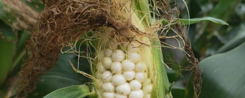 楚玉119玉米种子介绍，播期