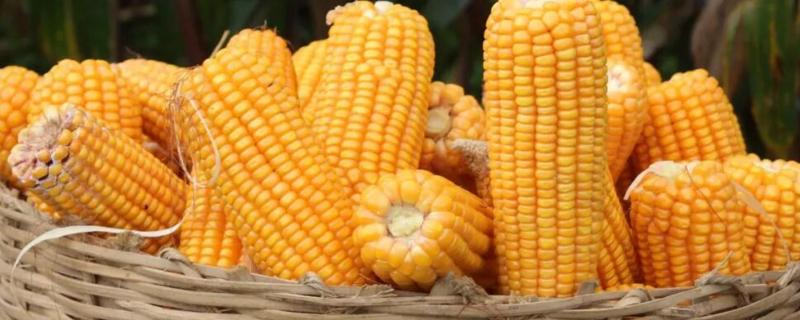 民生19玉米种子特点，播种前施足底肥