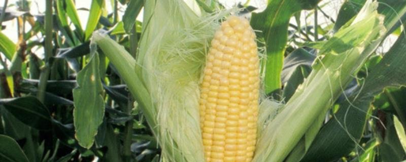 禾众玉16玉米品种简介，确定最佳的播种期