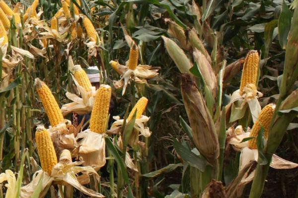 正大3322玉米种子特点，大喇叭口期应注意防治玉米螟