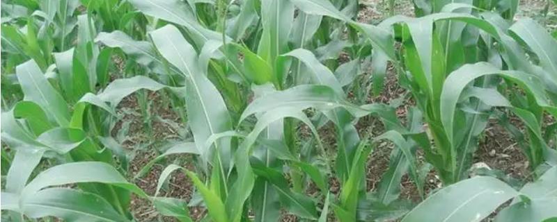京农科458玉米品种简介，5月下旬至6月上中旬播种