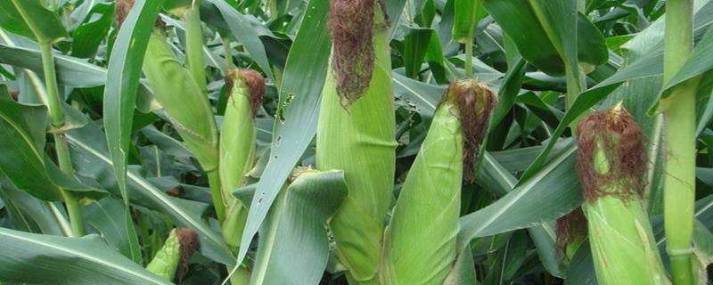 旺禾106玉米品种简介，中抗穗腐病