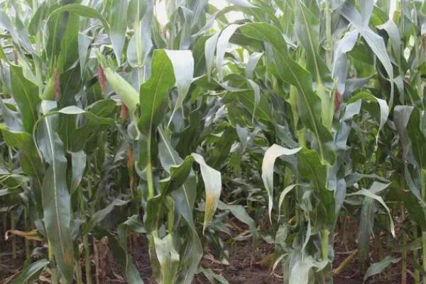 谷大3505玉米品种的特性，4月中旬播种并适时早播