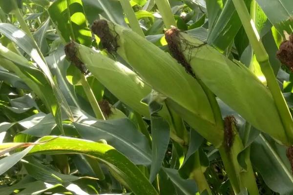 齐玉279玉米种子特征特性，出苗后及时防治灰飞虱