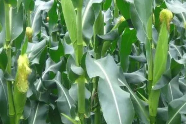 S6533玉米种子特征特性，注意防治玉米瘤黑粉病