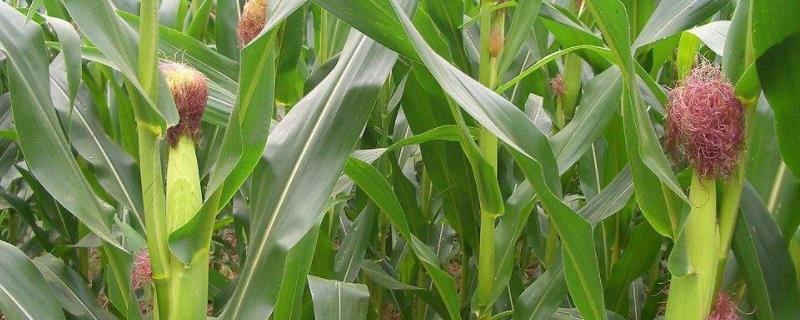 H1813玉米种子特征特性，亩保苗4000-5000株