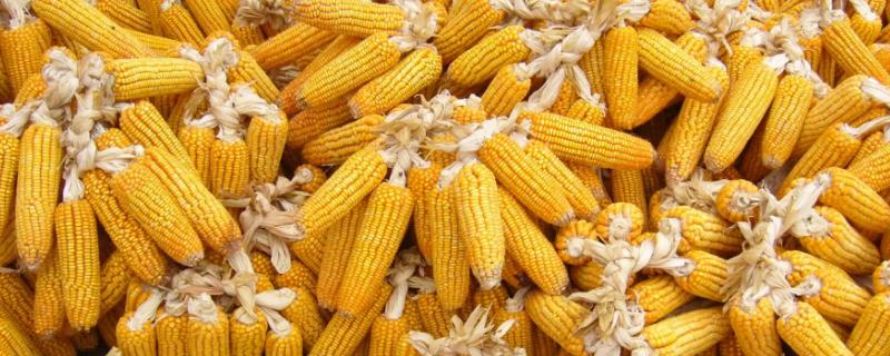 D1872玉米品种的特性，在当地农技部门指导下播种