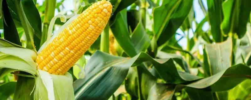 科华177玉米种子特征特性，中抗茎腐病