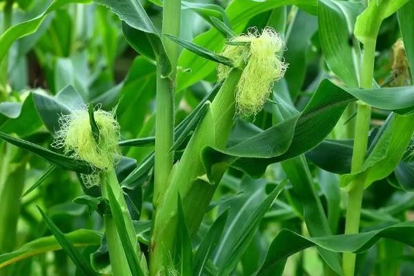 科华177玉米种子特征特性，中抗茎腐病