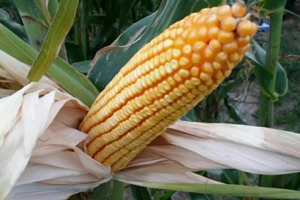 京科978玉米种简介，适宜播种期4月下旬至5月上旬