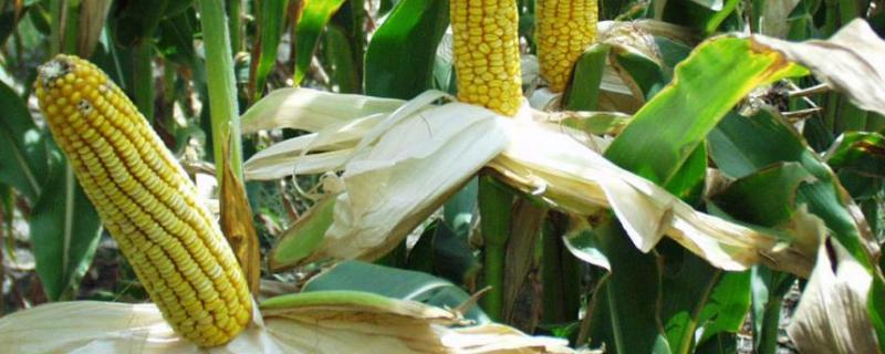 京科978玉米种简介，适宜播种期4月下旬至5月上旬