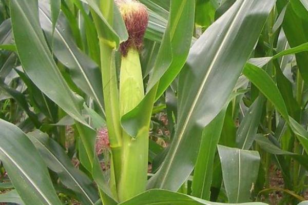 稼禾596玉米品种的特性，中抗穗腐病
