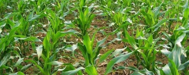宏华529玉米种简介，施复合肥35千克每亩做底肥