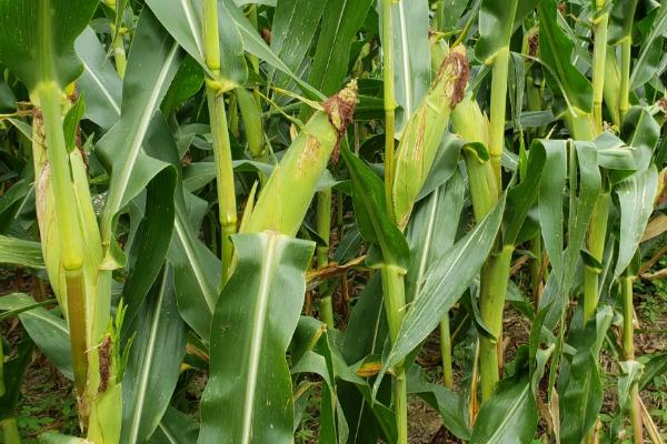 丹农玉616玉米品种的特性，大喇叭口期应注意防治玉米螟