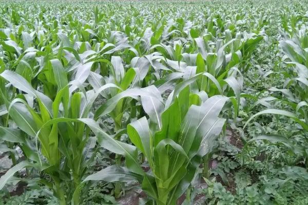 美亚达87玉米种简介，密度4500株/亩左右