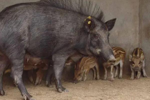 如何预防野猪养殖疾病，养殖周期通常为6个月左右