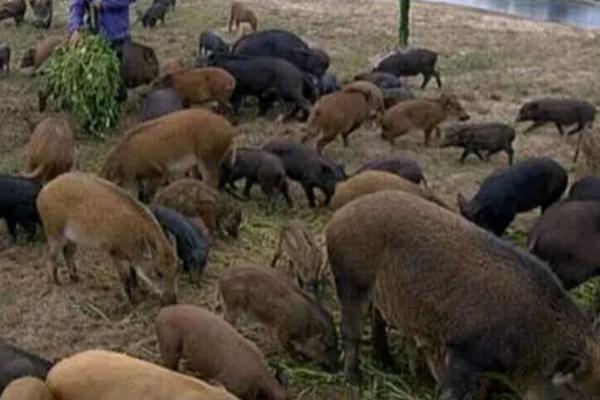 如何预防野猪养殖疾病，养殖周期通常为6个月左右