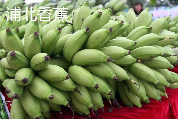 广西浦北县的特产，有“世界长寿之乡”的称号