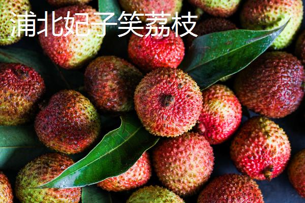 广西浦北县的特产，有“世界长寿之乡”的称号