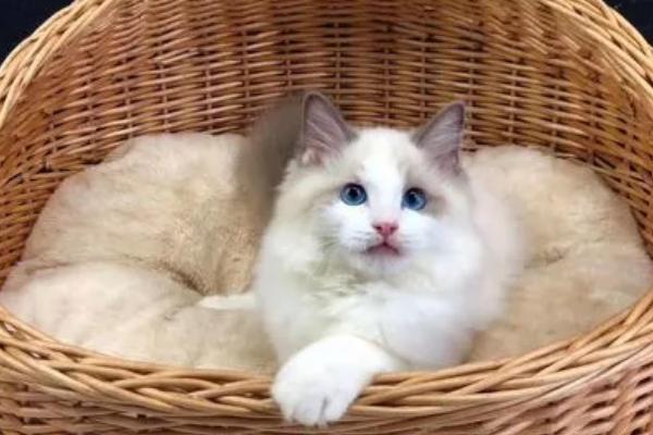 布偶猫怎么养，体重最重的猫之一
