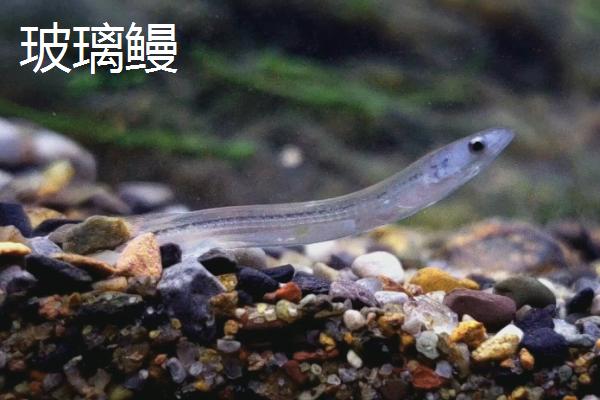 鳗鱼介绍，常栖息在清洁的水域