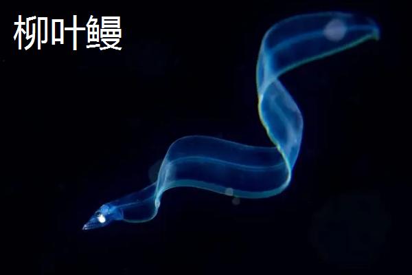 鳗鱼介绍，常栖息在清洁的水域