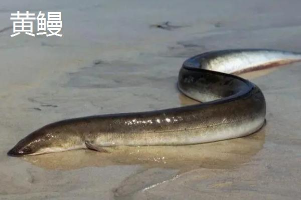 鳗鱼介绍，常栖息在清洁的水域