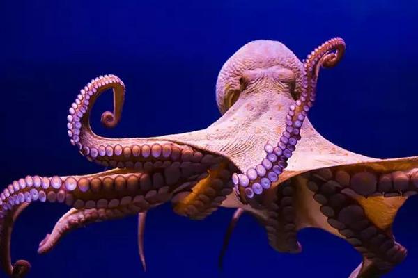 章鱼的外观，身体主要由头部和腕足组成
