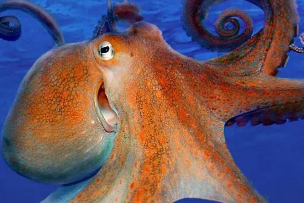章鱼的外观，身体主要由头部和腕足组成