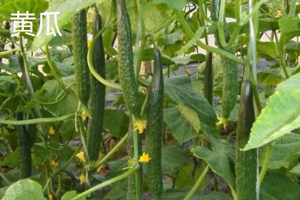可以在夏季种植的蔬菜品种，高温天气有利于苦瓜发育