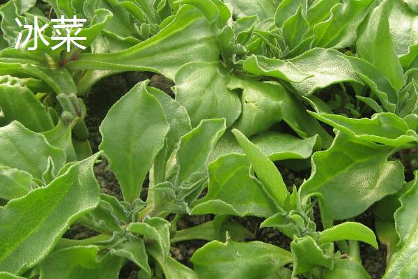 可以在夏季种植的蔬菜品种，高温天气有利于苦瓜发育