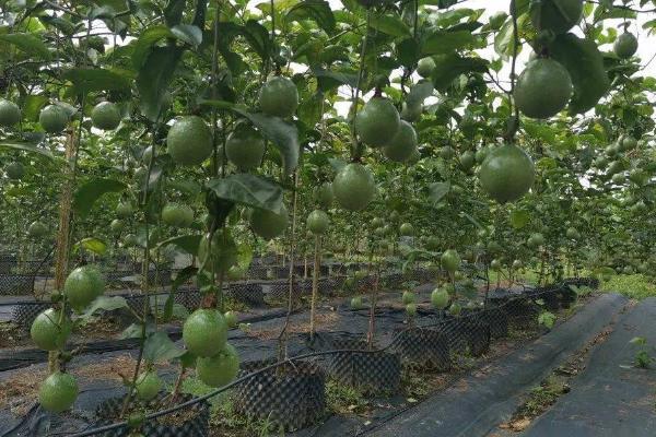 百香果的产地，广植于热带和亚热带地区