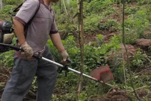 百香果的产地，广植于热带和亚热带地区