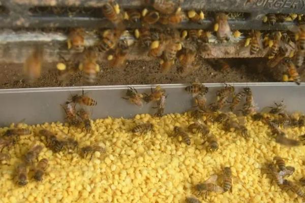 蜂群补助饲喂方法，傍晚可将饲料放入饲喂器
