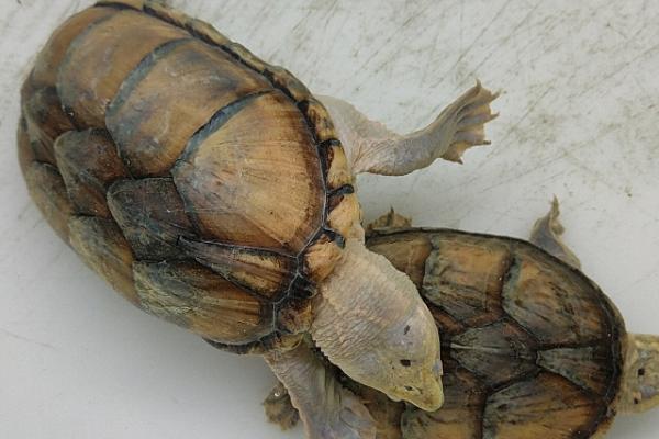 什么是麝香龟，属于以水栖为主的龟类