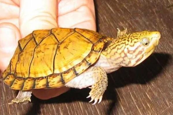 什么是麝香龟，属于以水栖为主的龟类