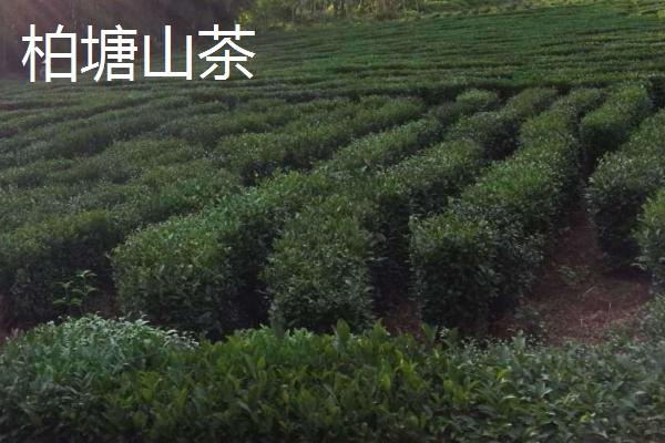 广东名茶排行榜，广东是一个饮茶大省