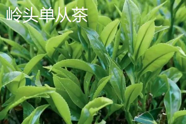 广东名茶排行榜，广东是一个饮茶大省