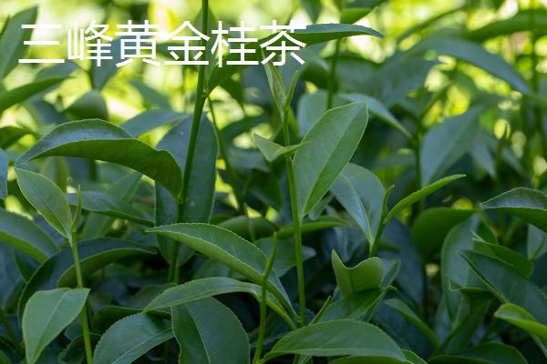 广东名茶排行榜，广东是一个饮茶大省