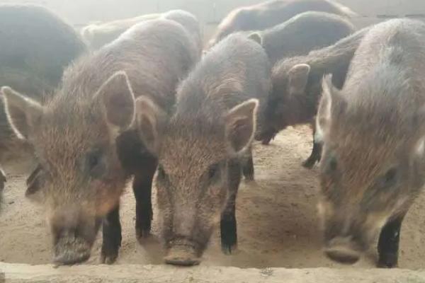 常见的野猪养殖误区，首先需注重猪种质量