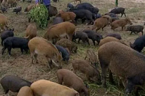 常见的野猪养殖误区，首先需注重猪种质量