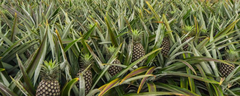 种植菠萝的条件，年降雨量需达到500-2800毫米