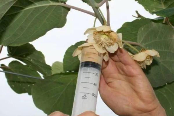 猕猴桃的授粉方法，为确保产量以人工授粉为主